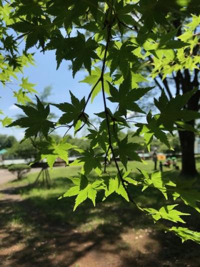 最後の花　　ＩＮ　　わかくさ公園