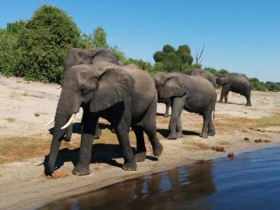 LaLaLa自由に楽しむシニア一人旅　ギリシャ・ビクトリア滝・ケープタウン (ボツワナ/チョベ国立公園)