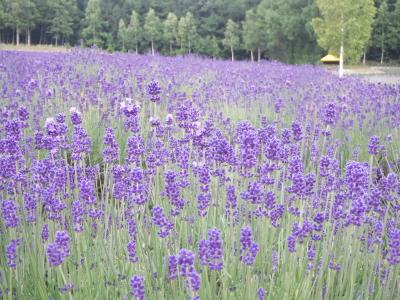 北海道の花旅　富良野へ 【2泊3日1日目】　