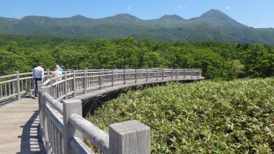 知床6月 フレペの滝・知床5湖の木道を歩く