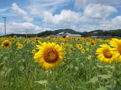 アンパンマン列車スタンプラリーに参加しながら、まんのう町のひまわりを見て、徳島四大麺を食べる