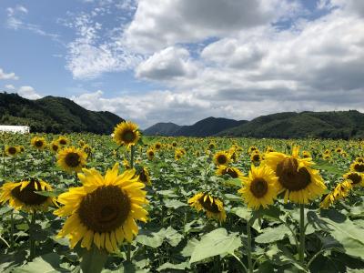 なんちゃってキャンプ旅~南光自然観察村~