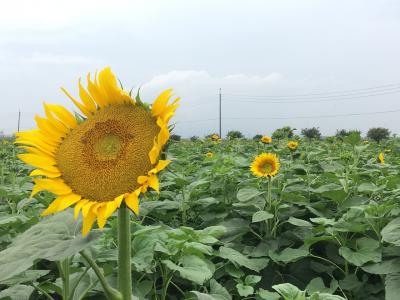 岡山☆愛犬とひまわりを見に行きました