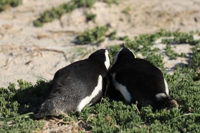 南部アフリカ紀行７日目午後、ケープペンギンの楽園ボルダーズ・ビーチ