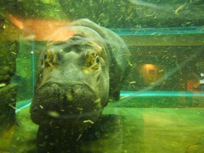 夏の北海道！ラベンダー畑と動物園③