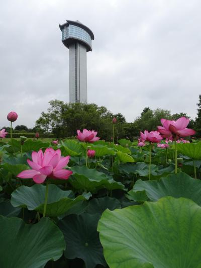 行って埼玉！梅雨時期の花めぐり