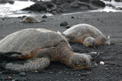 2019年7月まさにスケールの大きなBigIsland、ハワイ島１