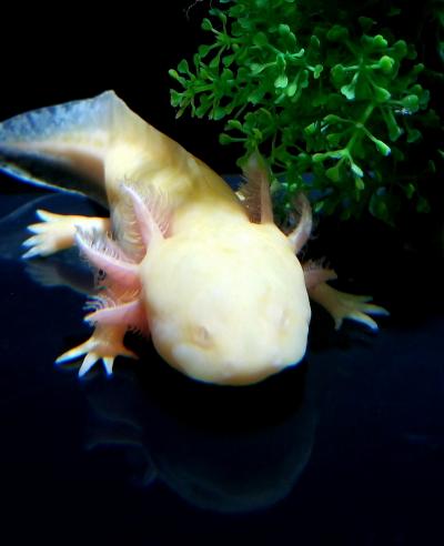 ソウル 水族館 に関する旅行記 ブログ フォートラベル 韓国 Seoul
