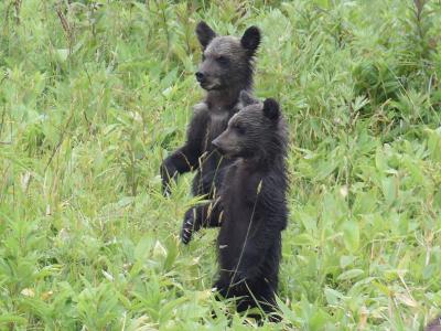 知床(ヒグマウォッチング)』知床・ウトロ(北海道)の旅行記