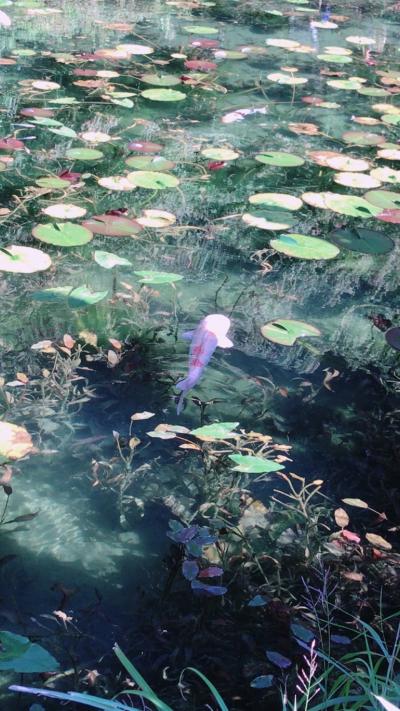 鵜飼とモネの池を見に岐阜へgo