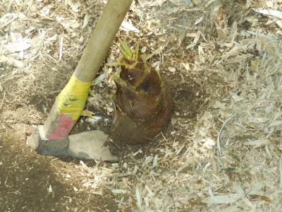 桜が散ればこの季節が到来！大多喜町の平沢たけのこ村でたけのこ狩り
