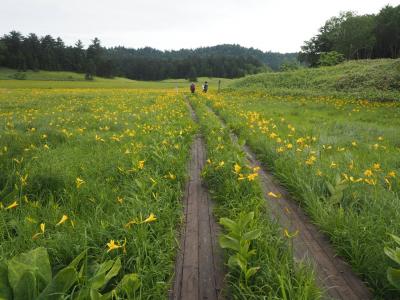 尾瀬の夏の風物詩　ニッコウキスゲが満開の大江湿原