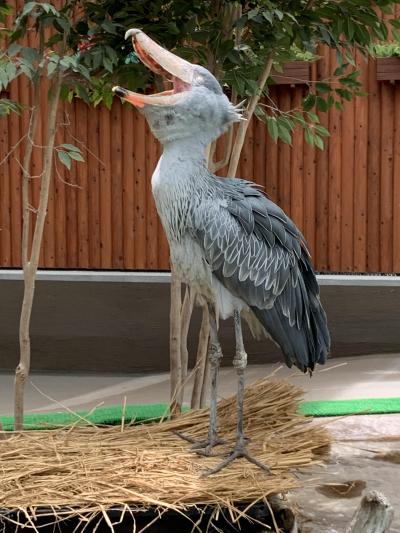 花鳥園でたくさんの鳥たちや綺麗な花に癒やされました！