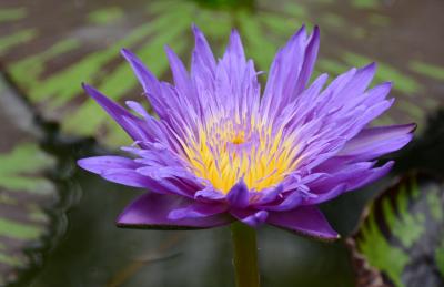 「咲くやこの花館」に遊ぶ