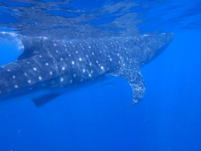 遺跡とセノーテとリゾートのカンクン⑤ジンベイザメとイスラ・ムヘーレス島
