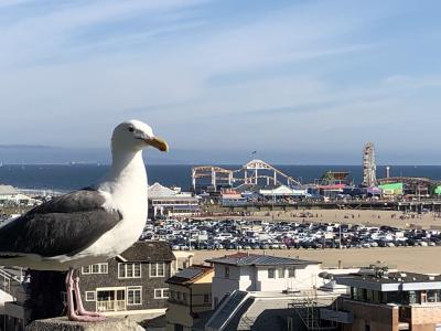 （日帰りシンガポールからの成田トランジットで）1週間のLA出張