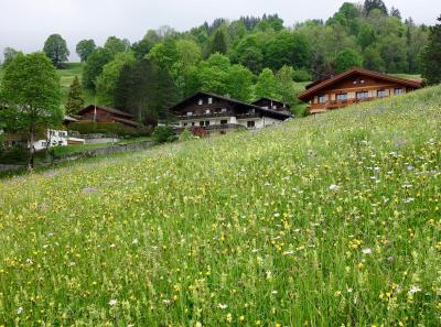 ヨーロッパ・駆け足10日間の旅(7日目)グリンデルワルド周辺トレッキング