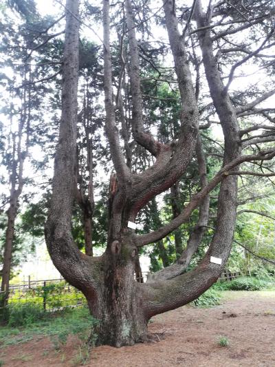 樹名板を探す旅　小石川植物園　東京大学大学院理学系研究科附属植物園