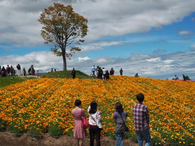 青い池や丘陵地の美しい景観のある美瑛