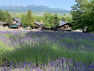 ②2泊3日激安北海道旅行。旭山、富良野、小樽を回れるか？？！！