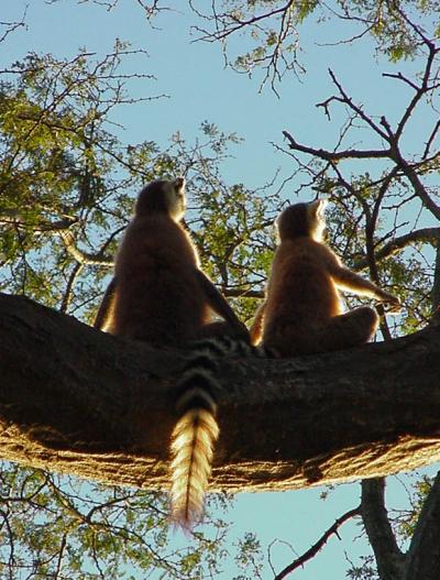 ゴンドワナ大陸の遺産　マダガスカル　４：動物編（キツネザル、カメレオン他）