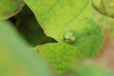 草津　水生みずの森