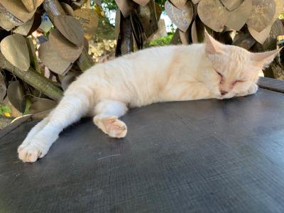 初☆プーケット旅行!その2_2019,7/11~7/15(2日目)