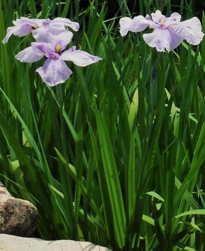 『城北菖蒲園へ♪　そして・・ちょっとだけ食べ歩き♪』　～うふふ♪♪のお花便り・その２♪～