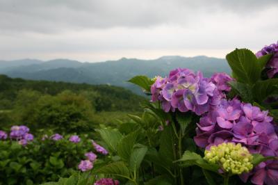 雨降り「寺坂棚田ホタルかがり火まつり」と「天空の紫陽花」