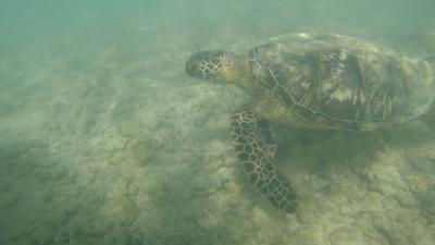 我々のハワイの歩き方☆4日目サーフィン・5日目SUPヨガ