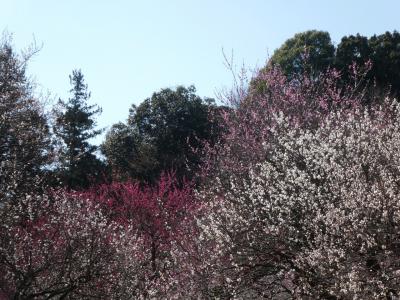 百草園の梅まつり。５年ぶりくらい？