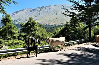 魅惑のシチリア×プーリア♪　Vol.64　☆マドニエ国立公園：道路に優雅に歩く牛たち♪