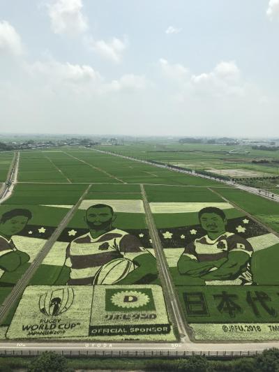 古代蓮と田圃アート