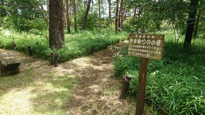 7月の国営武蔵丘陵森林公園でやまゆりを見てきました。