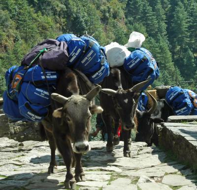 初めてのネパール　エベレスト街道　その２　カトマンズからルクラ・パクディンまで