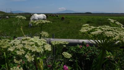 原生花園６月　オホーツクを見ながら満開のお花畑を歩く