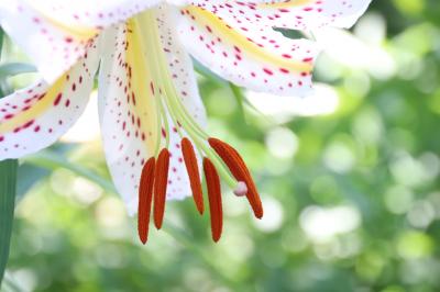 夏の恒例の白き女王やまゆりを愛でに真夏の日差しあふれる森林公園へ