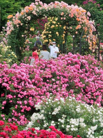 京成バラ園-8 ROSE-FESTIVAL ＠Rose-Garden ☆八千代緑が丘駅