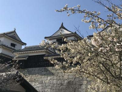 愛媛　松山　お花見と魚を食べる　2019.04.6-7