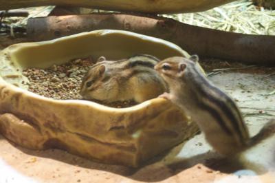 横浜で小動物たちとふれあいバースデー