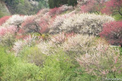 子供の日の阿智村　花桃の里