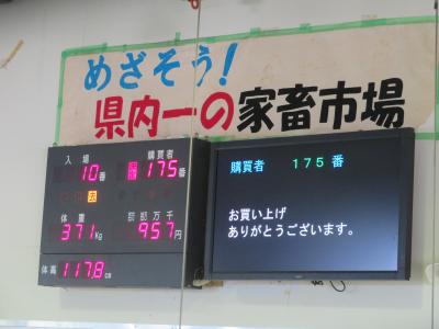 黒毛和種セリ結果１♪ＪＡおきなわ黒島家畜市場♪お買い上げ95万７千円♪めざそう！県内一の家畜市場♪2019年７月八重山・黒島８泊９日４５