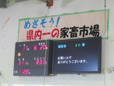 黒毛和種セリ結果２♪ＪＡおきなわ黒島家畜市場♪お買い上げ８３万３千円♪めざそう！県内一の家畜市場♪2019年７月八重山・黒島８泊９日４６