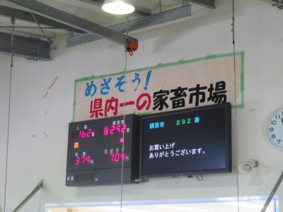 お母さん牛黒毛和種平均価格33万円♪セリ結果７♪ＪＡおきなわ黒島家畜市場♪めざそう！県内一の家畜市場♪2019年７月八重山・黒島８泊９日５１