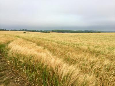 2019　夏サイクリング　ドーバー海峡渡ってアップダウンのイギリスへ　5