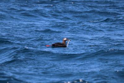 天売島　陸から海から満喫1泊2日②　漁船クルーズ＆ウトウナイトツアー編