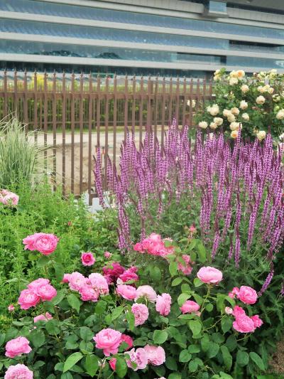 東北絆まつり/福島18　福島競馬場 English ROSE Garden　花ざかり ☆名産品店も出て