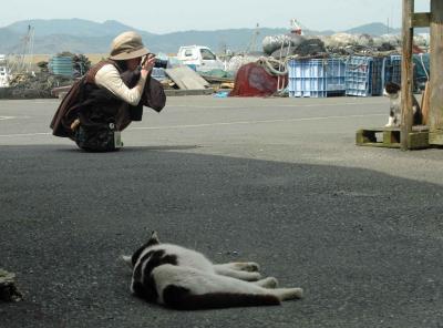 初めての石巻　２０１０年５月　　田代島（猫島）編