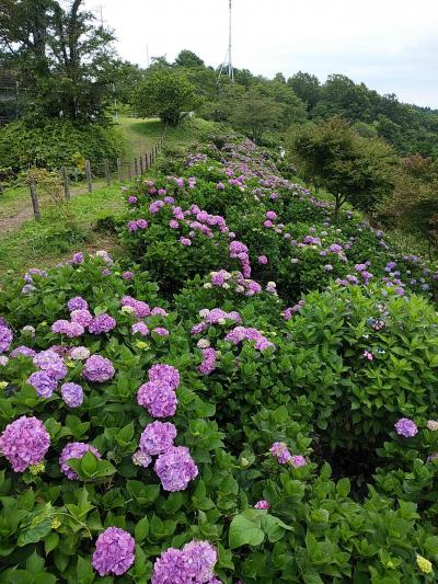 皆野　美の山公園２０１９あじさい