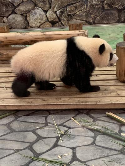 南紀白浜 パンダの赤ちゃん に関する旅行記 ブログ フォートラベル 和歌山県